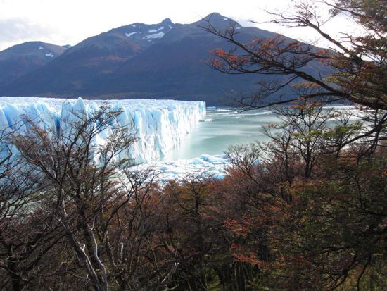 Schon durch die Bäume kann man Teile des Gletschers sehen...