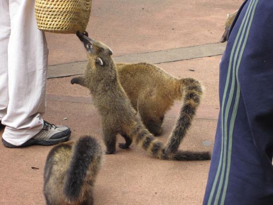 Unterwegs begegnen einem jede Menge Nasenbären. Sie sehen zwar süss aus, können aber ziemlich aufdringlich werden, wenn sie irgendwo Essen riechen.