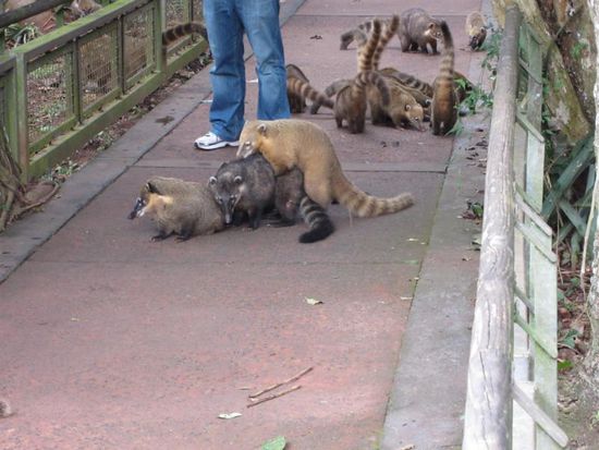 Und nun wissen wir auch, warum es so viele von ihnen gibt 