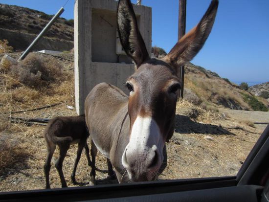Diese Eselsmama mit ihrem Kleinen war unglaublich zutraulich und steckte sogar den Kopf zu uns ins Auto.
