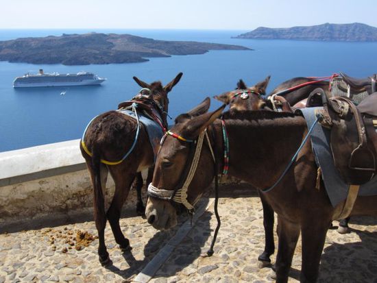 ... oder auf einem der Esel, die dort in großer Anzahl auf die fussmüden Gäste warten . Sie sind relativ groß und ähneln schon mehr einem Maultier.