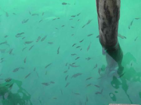 Man kann vom Pier die Fische im kristallklaren Wasser sehen