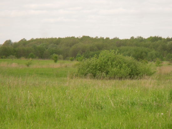 Landschaft nahe Berzienen; total verwildert...