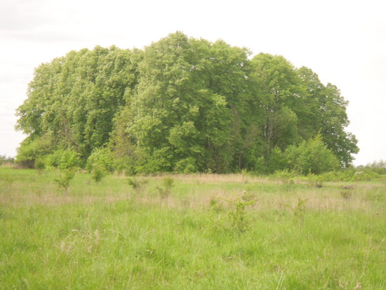 Hinter diesen Bäumen stand früher ein Gutshaus.