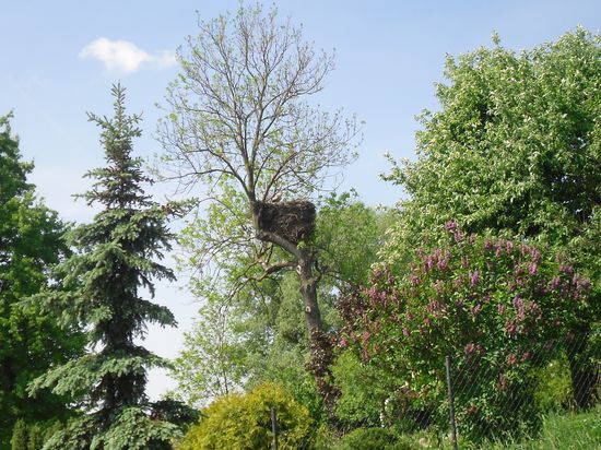 Storchennester am Rand der Straße