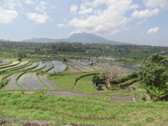 Reisfelder in um Tirta Ganga