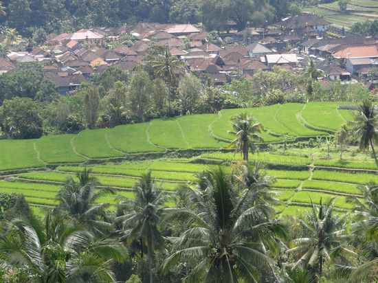 typische Reisfelder in Bali