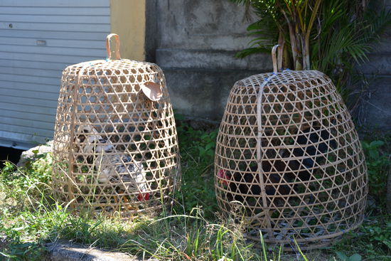 Die Hähne für den traditionellen "Cookfight"
Sieht man in Bali überall, an nahezu jeder Strassenecke...