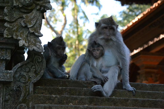 Die Affenfamilie beim Tempelbesuch