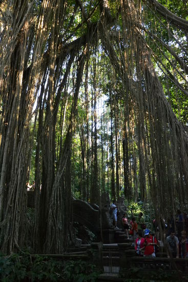 riesige Bäume im Monkey Forest park...