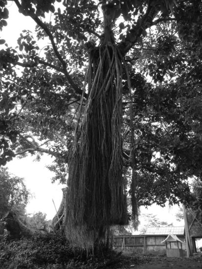 Der Baum vor dem Fort, die eigentliche Attraktion (Huay Xai)