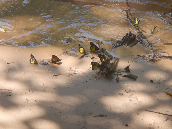 Der Urwald und das Flussufer waren voller Schmetterlinge.. sooo liab!! (Luang Namtha)