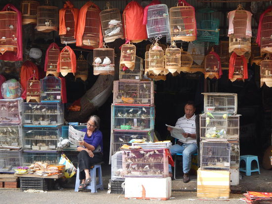 Aus unserer "Vogel- Befreiungsaktion" wurde leider nix... 
(Hanoi)