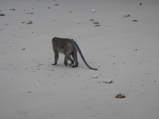 Funky Monkey (Ha L. B.)