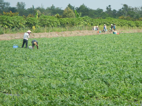 Wassermelonenfelder beim Mekong
(Can Tho)
