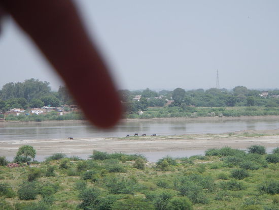 DA sind die Wasserbueffel! Agra