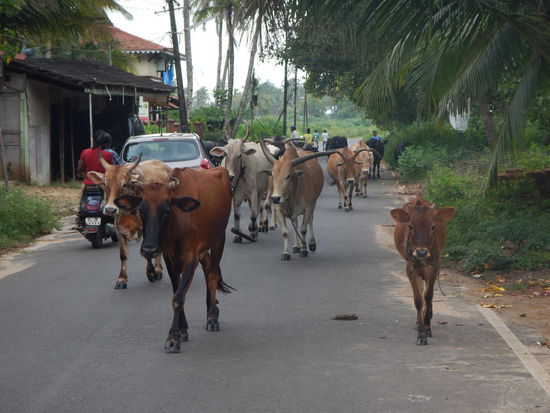 Das Dorf besteht nur aus ein paar Strassen- das ist die Hauptstrasse!!
Benaulim