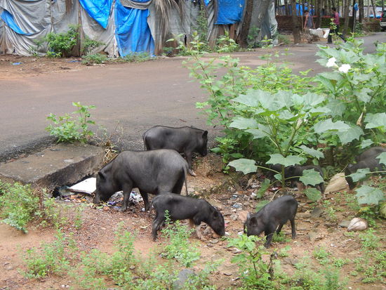 ...unsere Nachbarn in Palolem.. aber dafuer ist es guenstig 