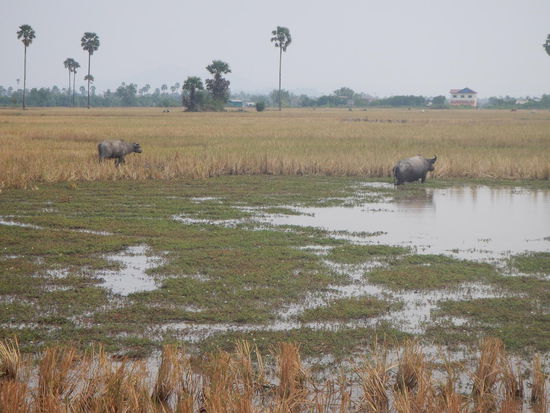 Landschaft (Kampot)