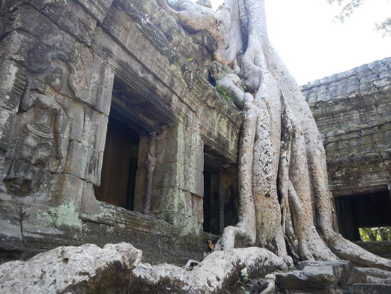 "Ta Phrom".. Tomb Raider is watching you!!!!
(S. R.)