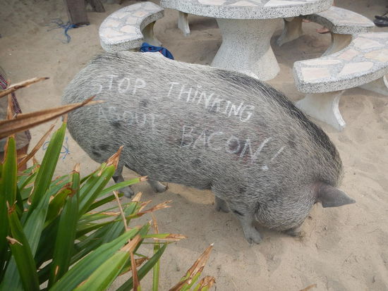 Hausschweinki am "Coconutbeach" (K. P.)