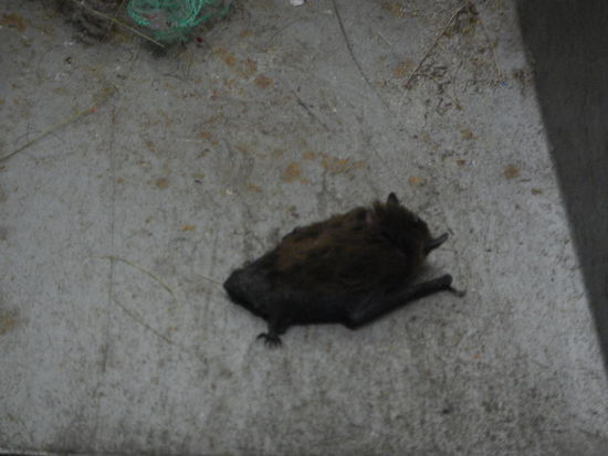 Die lag vor unsrem Zimmer am Boden, ich glaub sie ist uns von der Insel gefolgt.. (Trang)