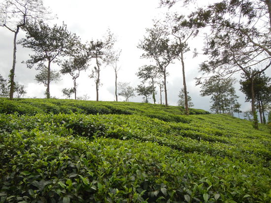 Teeplantagen von Wayanad so weit das Auge reicht..