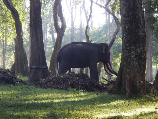 Der "freilaufende" Elefant im Nationalpark (Wayanad)