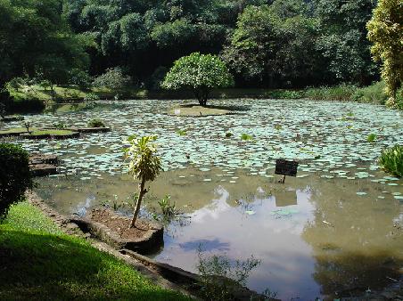 Kleiner Teich im botanischen Garten nahe Kandy