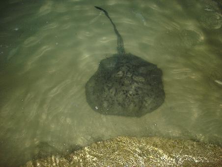 Stachelrochen direkt am Strand