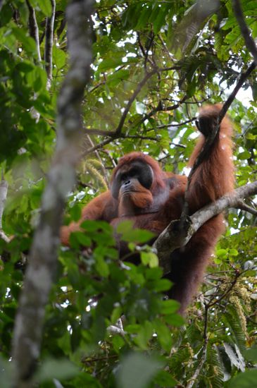 Der Alte führt seine ganze Gruppe an.