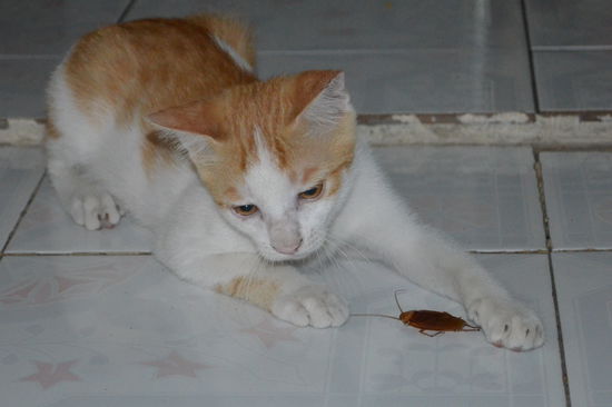 Die Kakerlake war das allerkleinste Uebel.