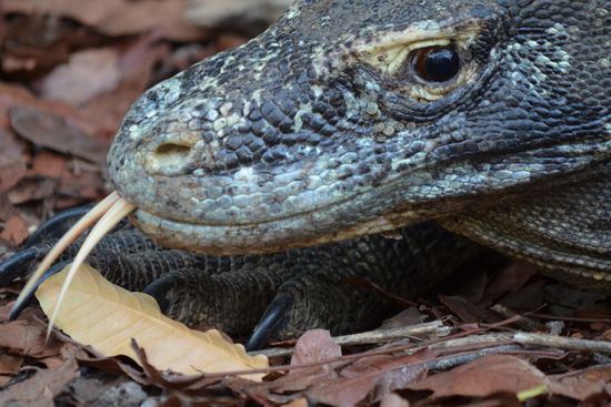 Ein Dinosaurier ganz nah (dank 200mm Zoom).