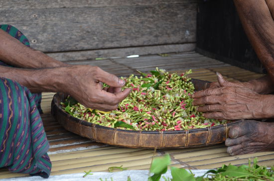 So sehen die Nelken aus, bevor sie getrocknet und in Tüten verpackt bei uns im Supermarktregal landen.