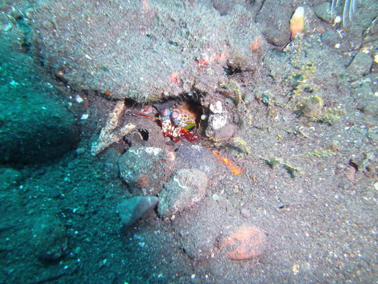 Ein Fangschreckenkrebs - er wollte partout nicht weiter aus seinem Versteck herauskommen. Schade. Aufgenommen vor Tulamben (leider nicht von mir, aber ich war dabei