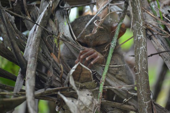Müde bin ich...geh zur Ruh...
(Man sagt, S.Spielberg kam auf die Figur E.T., nachdem er ein Bild eines Tarsiers gesehen hat, ich finde, das kommt Meister Yoda viel näher).