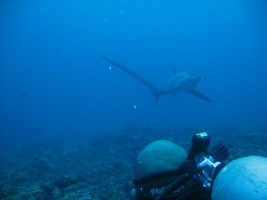 Wieder nicht auf meinem Mist gewachsen, aber immerhin der gleiche Tauchplatz. Ein Fuchshai an einer Putzerstation vor Malapascua.
Copyright: Irene Pramudito.