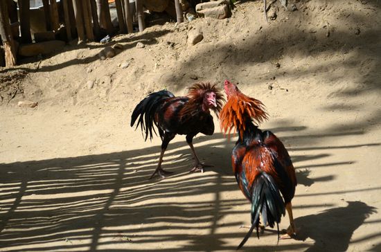 Hahnenkampf ist der beliebter Zeitvertreib in Asien (vor allem auf den Philippinen), und wie neulich schon erwähnt, Wetten ist auch ganz groß.