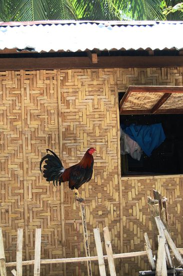 Sie sind wirklich überall - Kampfhähne.