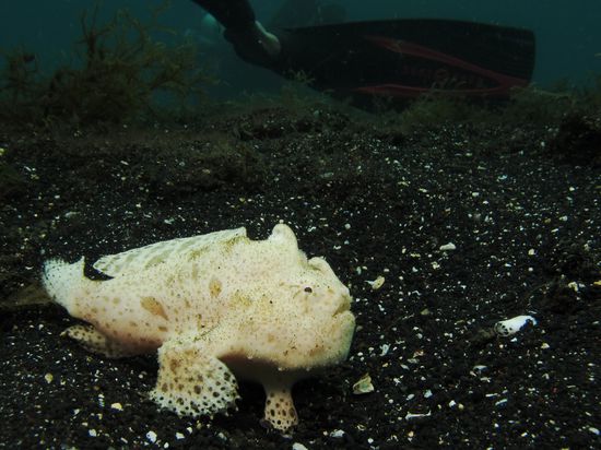 Der gemeine Frogfish (zu deutsch: Anglerfisch), erhältlich in allen Farbvariationen. Ein Fisch, der lieber über den Boden watschelt als dass er wirklich schwimmt.