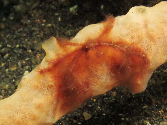 Eine Orang Utan Krabbe - ca 2-3cm inklusive Scheren und Haaren.