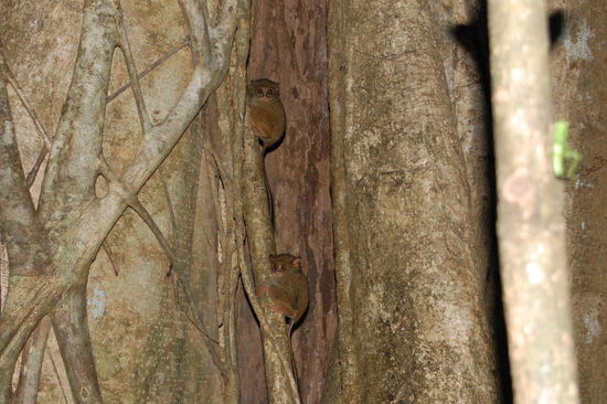 2 auf einmal! Im Inneren dieses Feigenbaums haben die Koboldmakis ihr Nachtlager bzw. Tageslager. Vorn der noch lebende Grashuepfer.