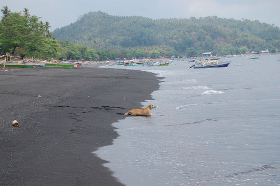 Der Strand von Batu Putih (der Hund lebt noch!).