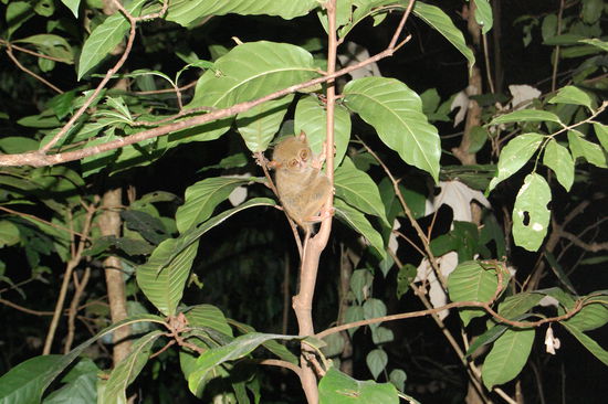 Und hier ein Exemplar bei der Nahrungsaufnahme - dank unserer Raubtierfuetterung.