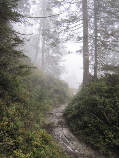 und zurück durch den Märchenwald 