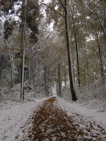 Der erste Schnee in Bern