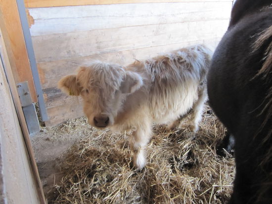 Lissy, ein kleines, zahmes & vor allem weißes Highlandkalb. Lissy hat es nicht leicht, sie wächst ohne Mama auf & muss sich irgendwie durchs Leben schalgen mit einem stark geschwächten Immunsystems, da sie auch keine Kolostralmilch bekommen hat. Aber sie ist stark, sie hat u.a. schon eine Lungenentzündung überstanden! Wollen wir hoffen das sie noch lange über die Weide tollen kann und sich des Lebens erfreuen !