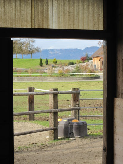 Ausblick aus einem Pferdestall