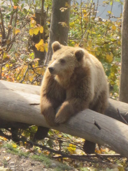 bei schönstem Wetter faulenzen die Bären im Berner Bärenpark