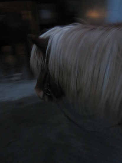 "mein" Pony